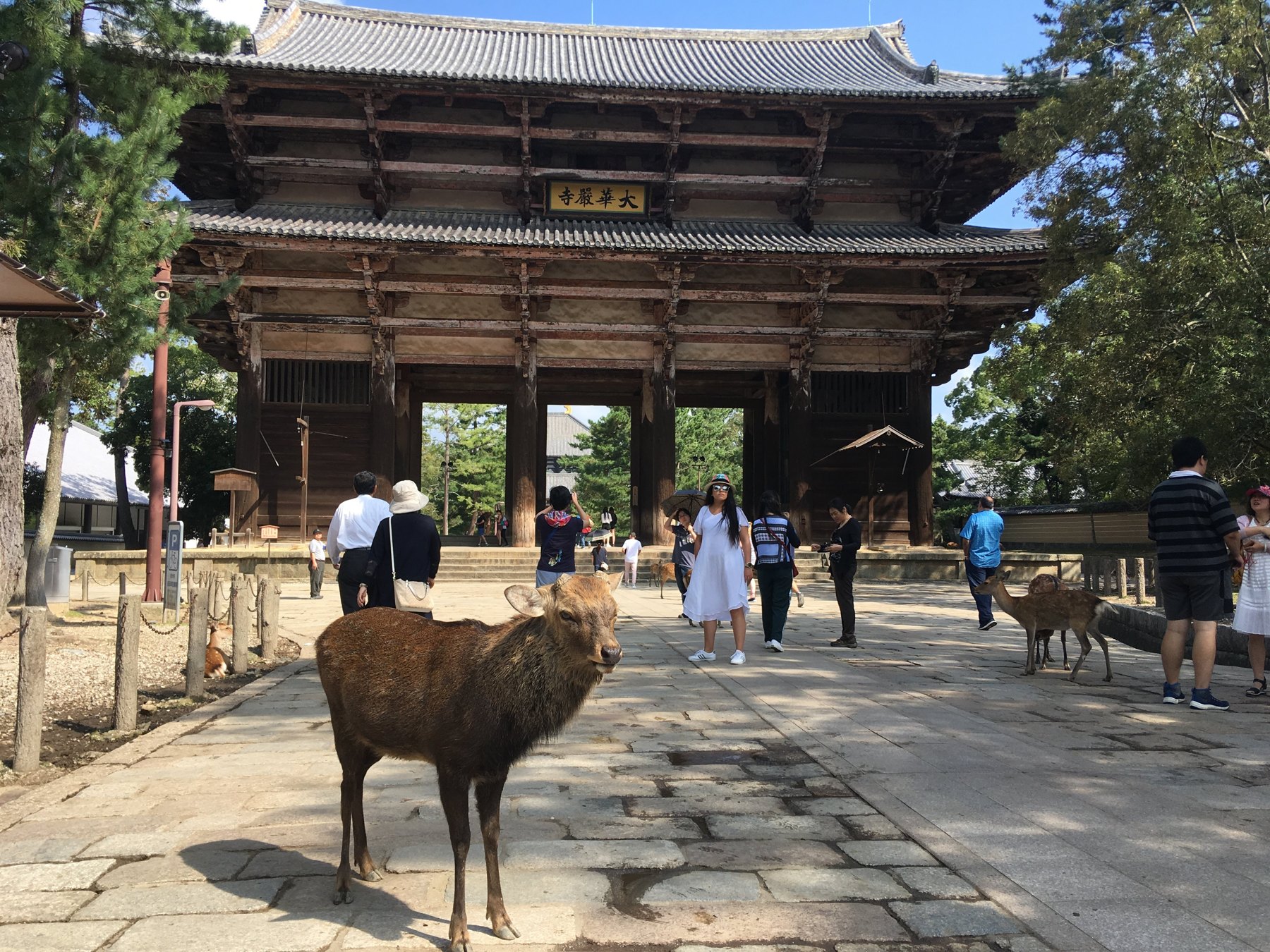 Cervi davanti alla porta del tempio Todai-ji a Nara
